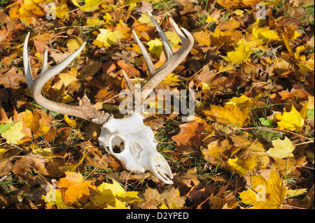 Cranio di cervo con corna posa abbandonata in giallo cadono le foglie in presenza di luce solare, a dodici punti di buck rack. Foto Stock