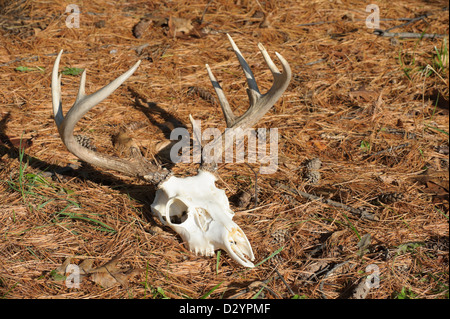 Cranio di cervo con corna posa abbandonata in giallo cadono le foglie in presenza di luce solare, a dodici punti di buck rack. Foto Stock