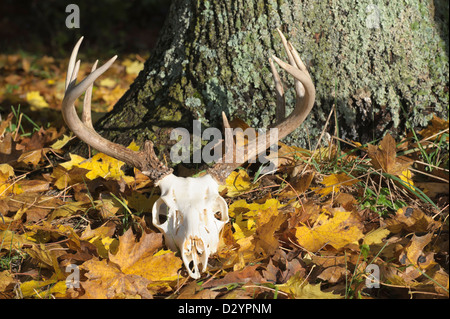 Cranio di cervo con corna posa abbandonata in giallo cadono le foglie in presenza di luce solare, a dodici punti di buck rack. Foto Stock