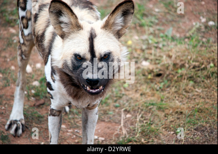 Un selvaggio cane africano bares i suoi denti come snarls. Foto Stock