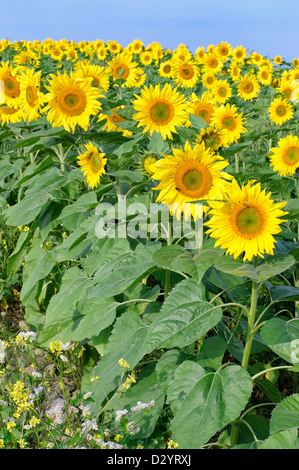 Girasoli in una mattinata estiva campo, pronti per il raccolto. Foto Stock