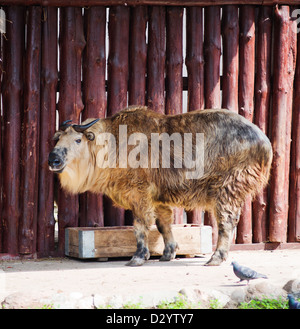 Sichuan Takin (Budorcas Taxicolor Tibetana) o capra Antelope Foto Stock