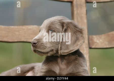 Cane Weimaraner longhair / cucciolo profilo verticale Foto Stock