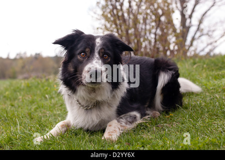Border-collie posa all'aperto in erba Foto Stock