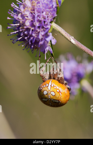 4-spot Orb Web Spider Araneus quadratus femmina adulta su Devil'sbit Scabious Foto Stock