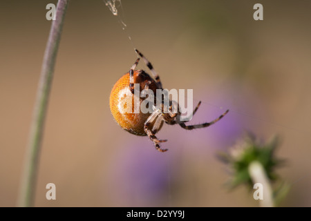 4-spot Orb Web Spider Araneus quadratus femmina adulta Foto Stock