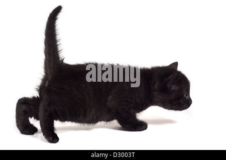 Gattino nero in studio su sfondo bianco Foto Stock