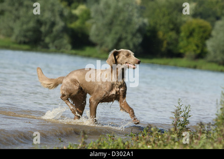 Cane Weimaraner longhair / adulti in esecuzione in un lago Foto Stock