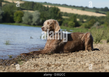 Cane Weimaraner longhair / adulti che giace sul bordo di un lago Foto Stock