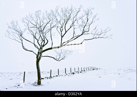 Paesaggio invernale albero coperto di neve contro una recinzione metallica vicino a Rushup Edge Derbyshire Peak District National Park Inghilterra Regno Unito GB Europa Foto Stock