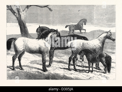 Premio cavalli a cavallo mostra nella sala agricoli ISLINGTON REGNO UNITO 1866 Foto Stock