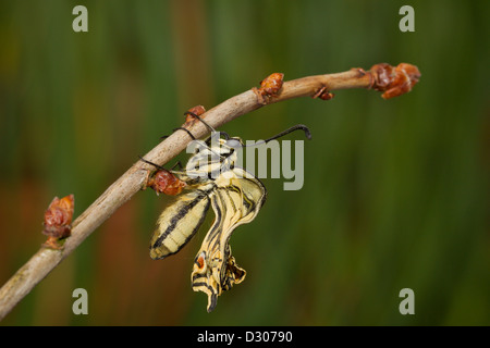 Comune a coda di rondine giallo papilio machaon butterfl Foto Stock