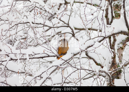 Siberian Jay Perisoreus infaustus arroccato nella coperta di neve Betulla Pallas-Yllästunturi Parco Nazionale La Lapponia finlandese Finlandia Foto Stock