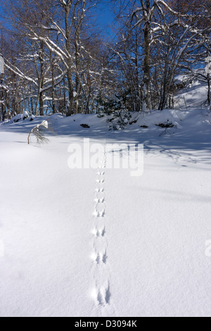 Le tracce degli animali (coniglio o di scoiattolo) nella neve Foto Stock