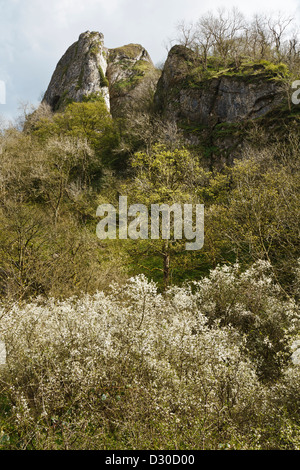 Bosco sotto il Thor's Cave con prugnolo in fiore, valle del collettore, il Parco Nazionale di Peak District, Staffordshire, Inghilterra Foto Stock