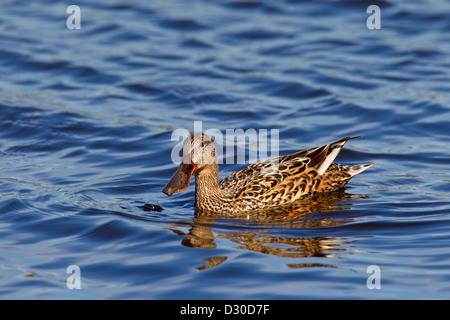 Northern mestolone / Mestolone settentrionale (Anas clypeata) femmina nuoto nel lago Foto Stock