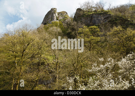 Bosco sotto il Thor's Cave con prugnolo in fiore, valle del collettore, il Parco Nazionale di Peak District, Staffordshire, Inghilterra Foto Stock