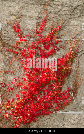 Blocco piatto muro di casa e di colore rosso superriduttore crescere su di esso in autunno. Foto Stock