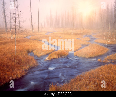 Prato con caduta erba colorata e hotspring stream. Parco Nazionale di Yellowstone, Wyoming Foto Stock