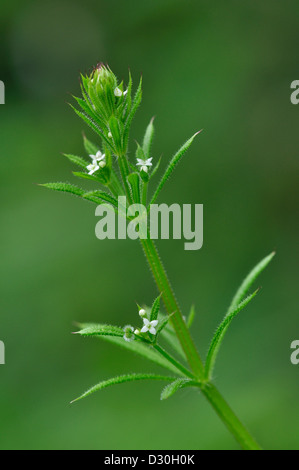 Cleavers o 'sticky willy' in fiore Foto Stock