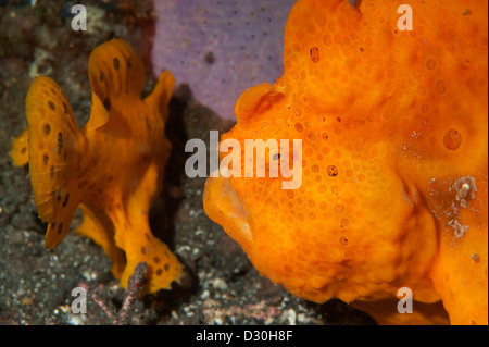 Una coppia di arancione Rana pescatrice dipinta nello stretto di Lembeh, Nord Sulawesi. Foto Stock