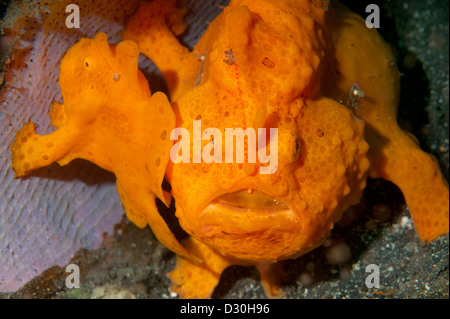 Una coppia di arancione Rana pescatrice dipinta nello stretto di Lembeh, Nord Sulawesi. Foto Stock