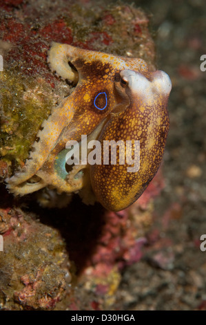 Un veleno Ocellate Octopus nello stretto di Lembeh, Nord Sulawesi. Foto Stock
