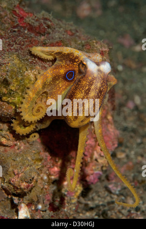Un veleno Ocellate Polpo con bracci estesi nello stretto di Lembeh, Nord Sulawesi. Foto Stock