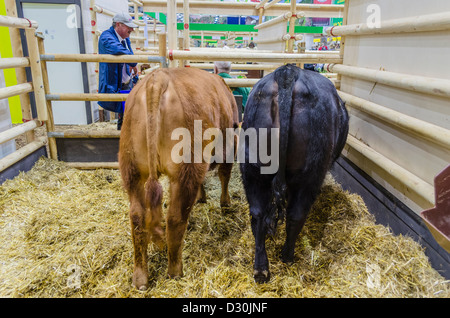 Bovini sul display in "Settimana verde" di Berlino, Germania Foto Stock