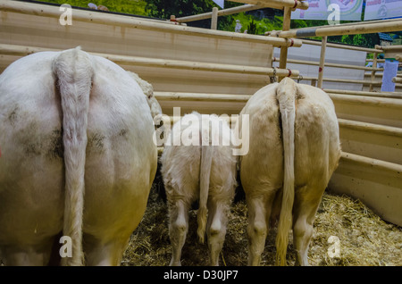 Bovini sul display in "Settimana verde" di Berlino, Germania Foto Stock