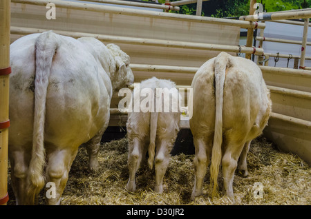 Bovini sul display in "Settimana verde" di Berlino, Germania Foto Stock