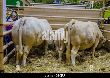 Bovini sul display in "Settimana verde" di Berlino, Germania Foto Stock