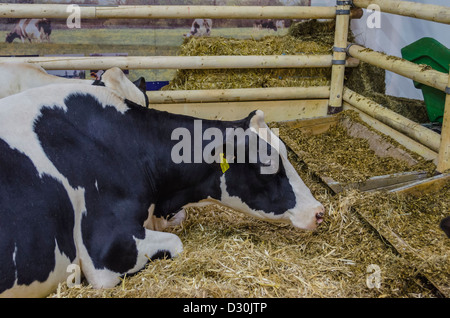 Bovini sul display in "Settimana verde" di Berlino, Germania Foto Stock