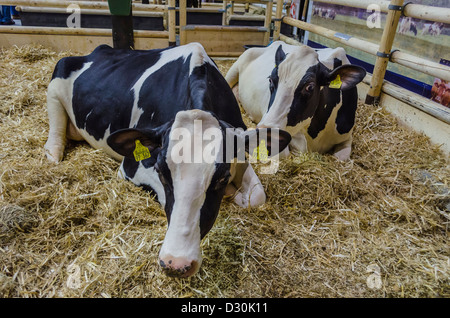 Bovini sul display in "Settimana verde" di Berlino, Germania Foto Stock