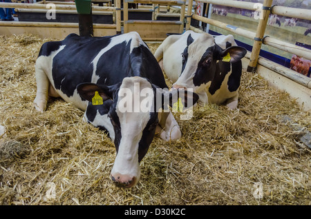 Bovini sul display in "Settimana verde" di Berlino, Germania Foto Stock