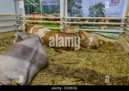 Bovini sul display in "Settimana verde" di Berlino, Germania Foto Stock