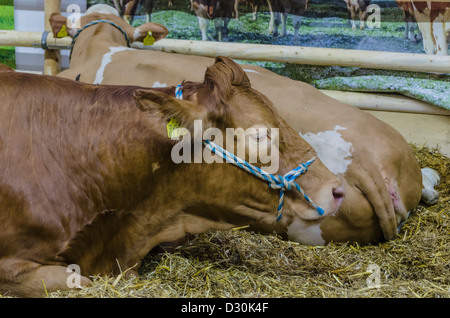 Bovini sul display in "Settimana verde" di Berlino, Germania Foto Stock