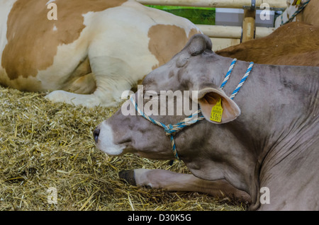 Bovini sul display in "Settimana verde" di Berlino, Germania Foto Stock