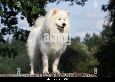 Cane Samoiedo / Samojede adulto in piedi su un legno Foto Stock