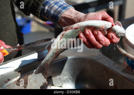 Koenigsberg, Germania, uomo stragi di trote appena pescate Foto Stock