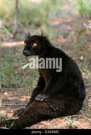 Lemure nero, il Eulemur macaco macaco, Lemuridae primati. Madagascar, Africa. Foto Stock