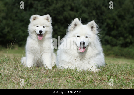 Cane Samoiedo / Samojede adulto e cucciolo in un prato Foto Stock