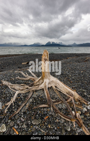 Weathered driftwood, Kachemak Bay e Kenai Mountains visto da Homer Spit, Omero, Alaska, STATI UNITI D'AMERICA Foto Stock