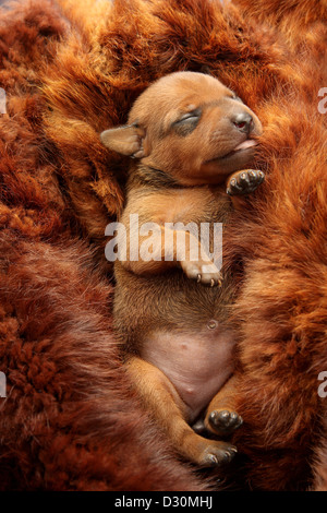 Il Miniature pinscher cucciolo, 5 giorni Foto Stock