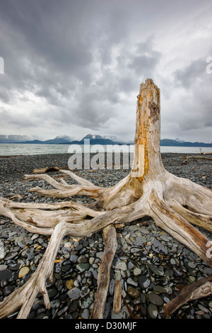 Weathered driftwood, Kachemak Bay e Kenai Mountains visto da Homer Spit, Omero, Alaska, STATI UNITI D'AMERICA Foto Stock