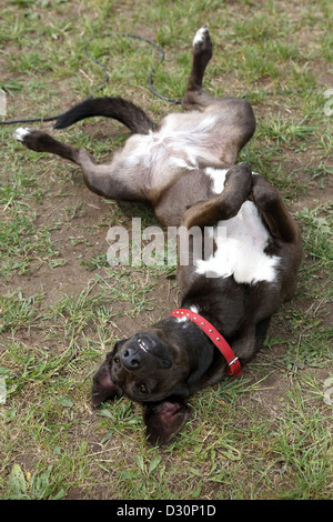 Nuovo Kätwin, Germania, cane rulli intorno in un prato Foto Stock