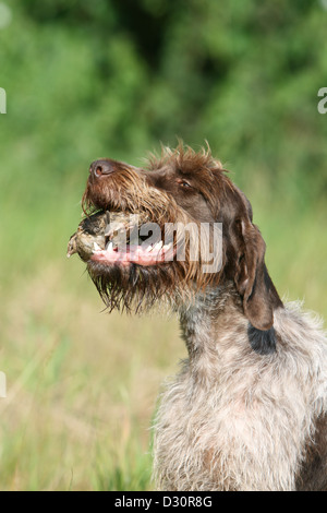 Cane di puntamento Wirehaired Griffon / Korthals Griffon adulto con una pernice in bocca Foto Stock