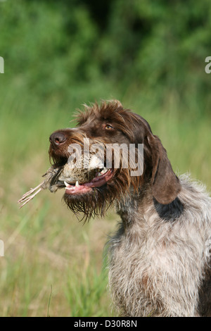 Cane di puntamento Wirehaired Griffon / Korthals Griffon adulto con una pernice in bocca Foto Stock