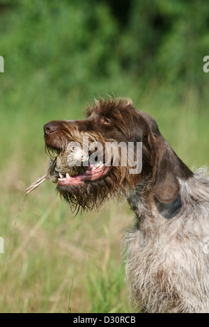 Cane di puntamento Wirehaired Griffon / Korthals Griffon adulto con una pernice in bocca Foto Stock