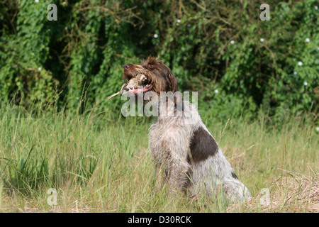 Cane di puntamento Wirehaired Griffon / Korthals Griffon adulto seduto con una pernice in bocca Foto Stock